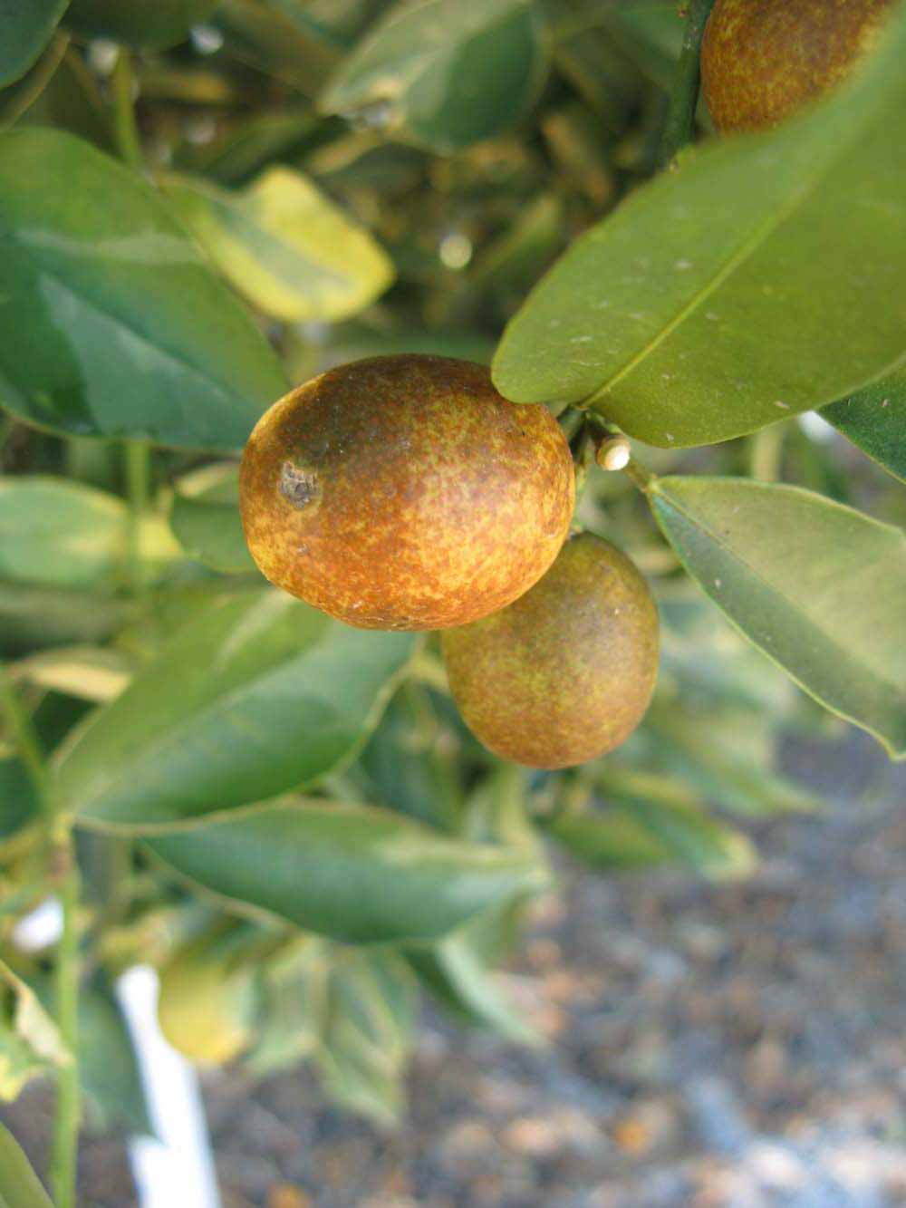              Fruit (Winter Haven, FL)       